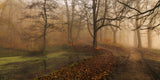 Which Path II Poster och Canvastavla