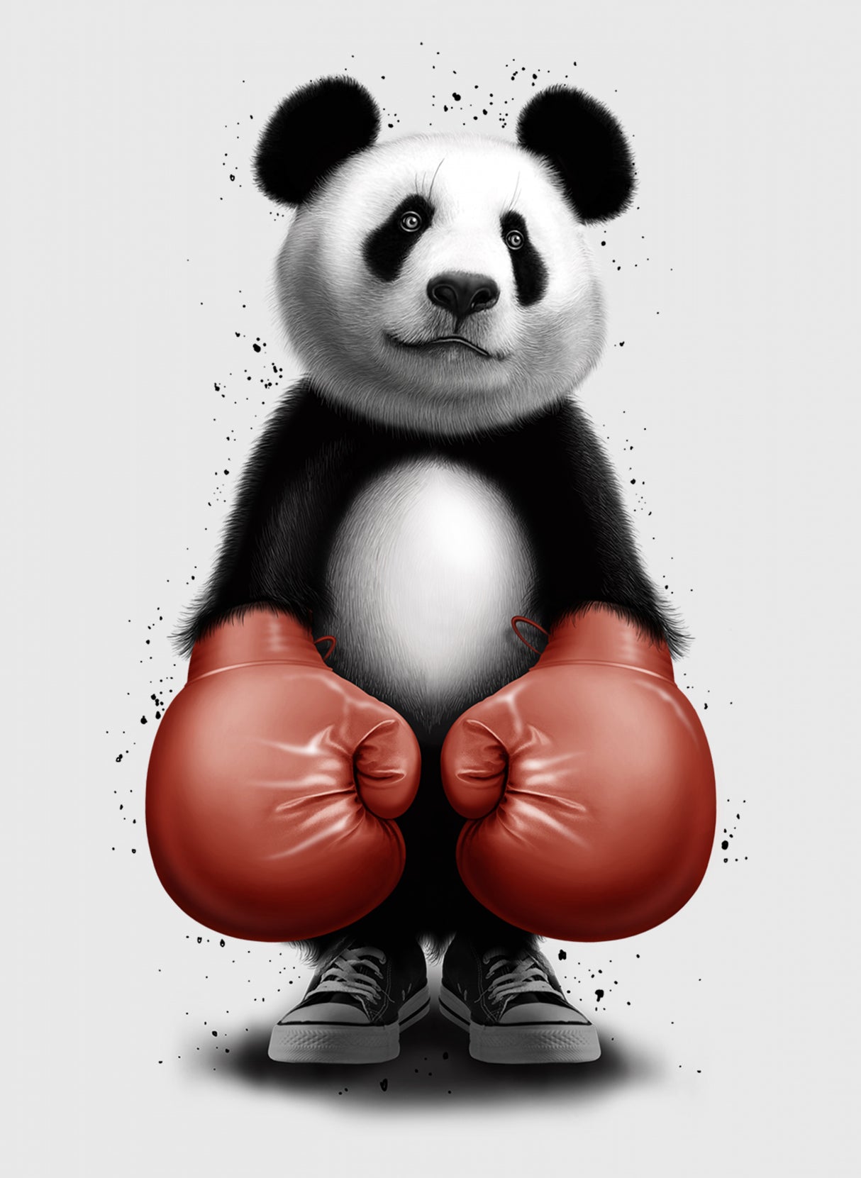 PANDA BOXER Poster och Canvastavla