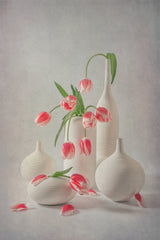 Blooming Pink Tulips Poster och Canvastavla