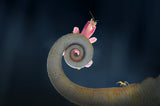 Orchid Mantis with Ant Fire Poster och Canvastavla