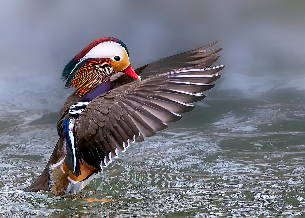 Mandarin Duck Poster och Canvastavla