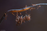 Mantis babies Poster och Canvastavla