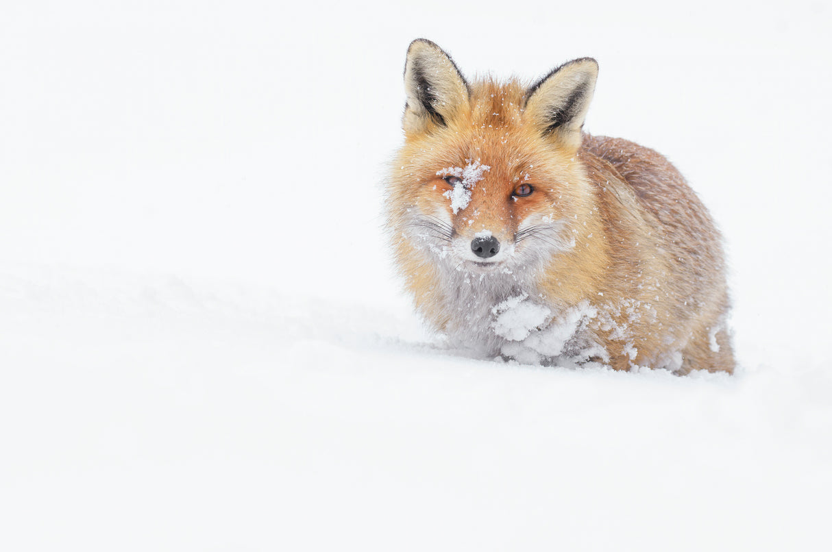 Blanket of snow Poster och Canvastavla