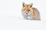 Blanket of snow Poster och Canvastavla