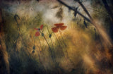 Soft summer dreams Poster och Canvastavla