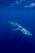 Omura Whale Poster och Canvastavla