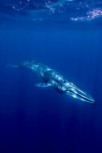 Omura Whale Poster och Canvastavla