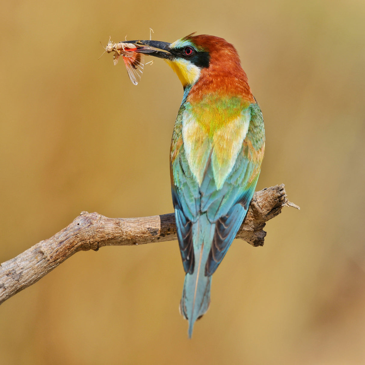 Bee-eater Poster och Canvastavla