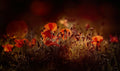 Poppies Poster och Canvastavla