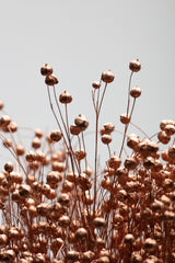 Dried Grass Copper 02 Poster och Canvastavla