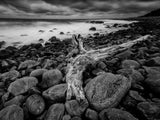 Driftwood Poster och Canvastavla