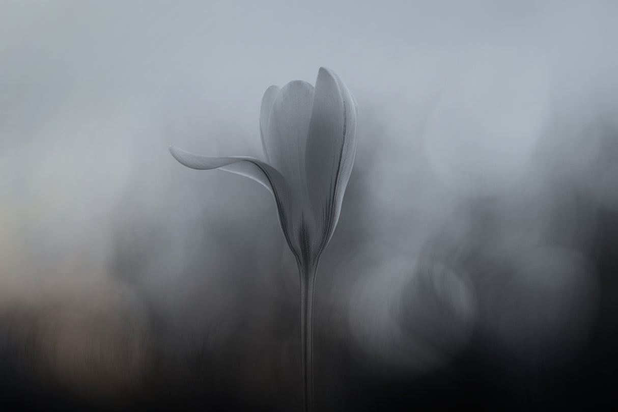 Crocus Poster och Canvastavla