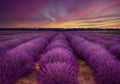 ...lavender field Poster och Canvastavla