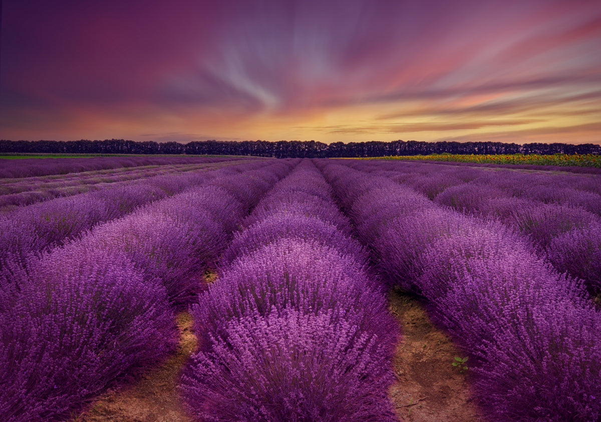 ...lavender field Poster och Canvastavla
