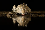Leopard drinking Poster och Canvastavla