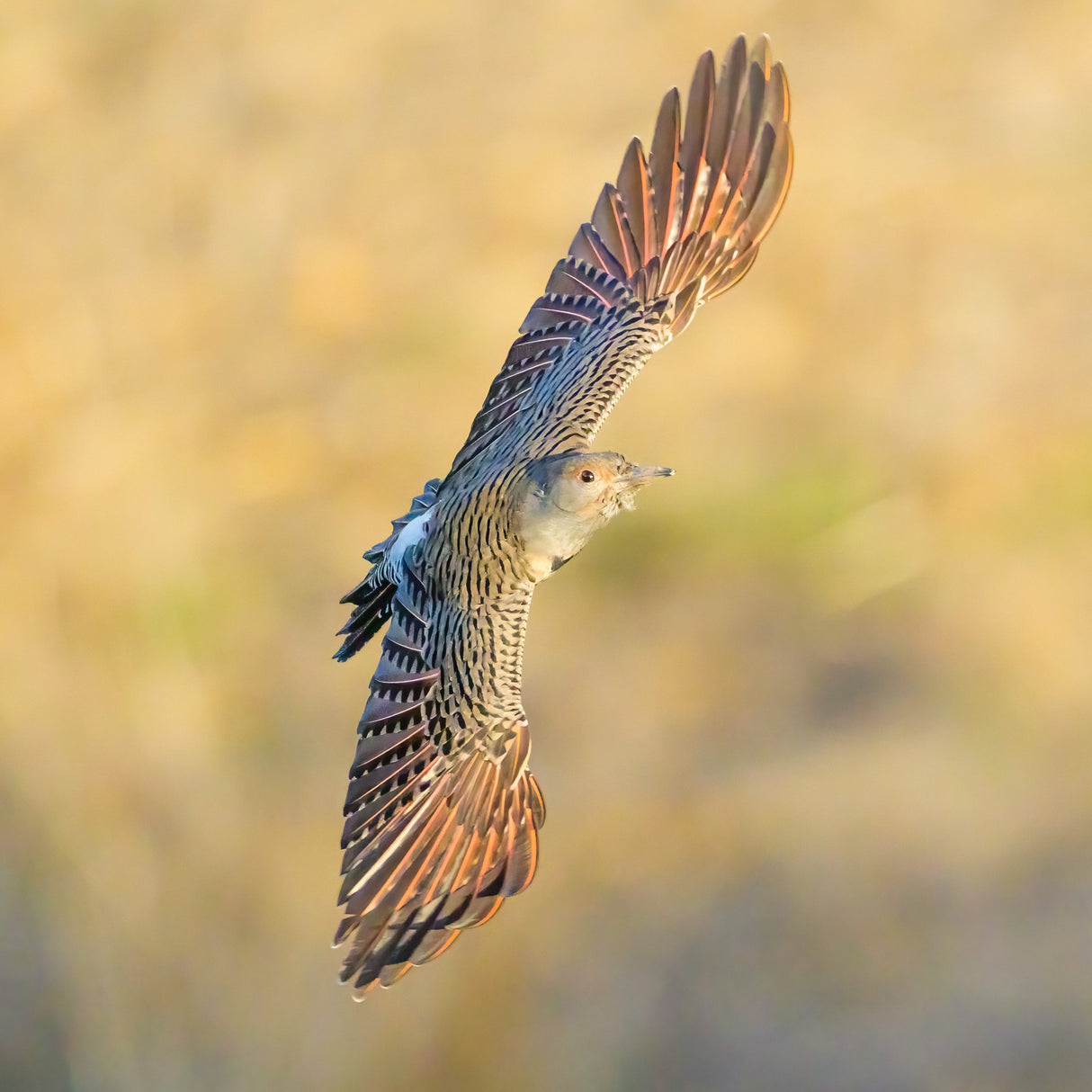 Northern flicker Poster och Canvastavla