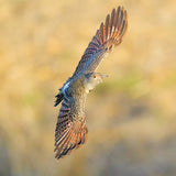Northern flicker Poster och Canvastavla
