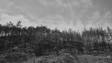 image of a forest after a fire Poster och Canvastavla