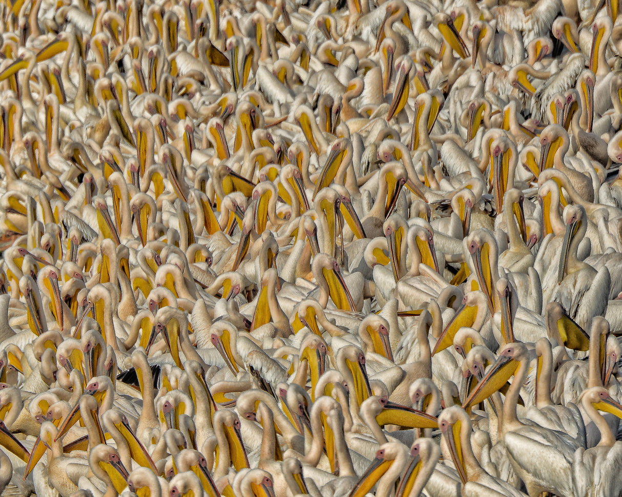 Crowded Poster och Canvastavla