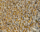 Crowded Poster och Canvastavla