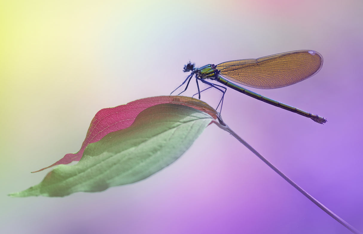 Calopteryx splendens Poster och Canvastavla