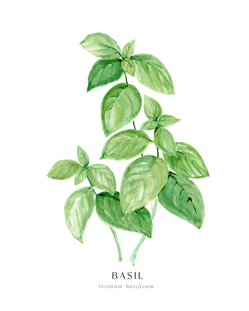 Basil I Poster Kitchen poster eller kökstavla