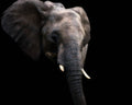 Elephant eating snacks Poster och Canvastavla
