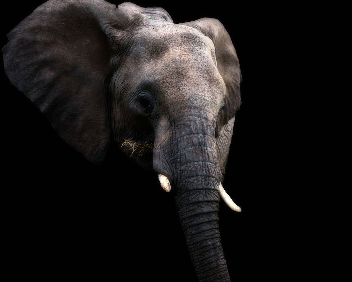 Elephant eating snacks Poster och Canvastavla