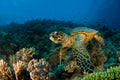Hawksbill Turtle Poster och Canvastavla