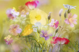 Tiny garden in a summer field Poster och Canvastavla