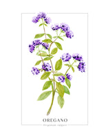 Oregano II Poster och Canvastavla