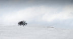 snow Poster och Canvastavla