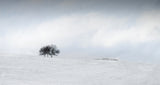 snow Poster och Canvastavla