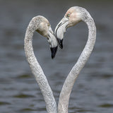 LOVE Poster och Canvastavla