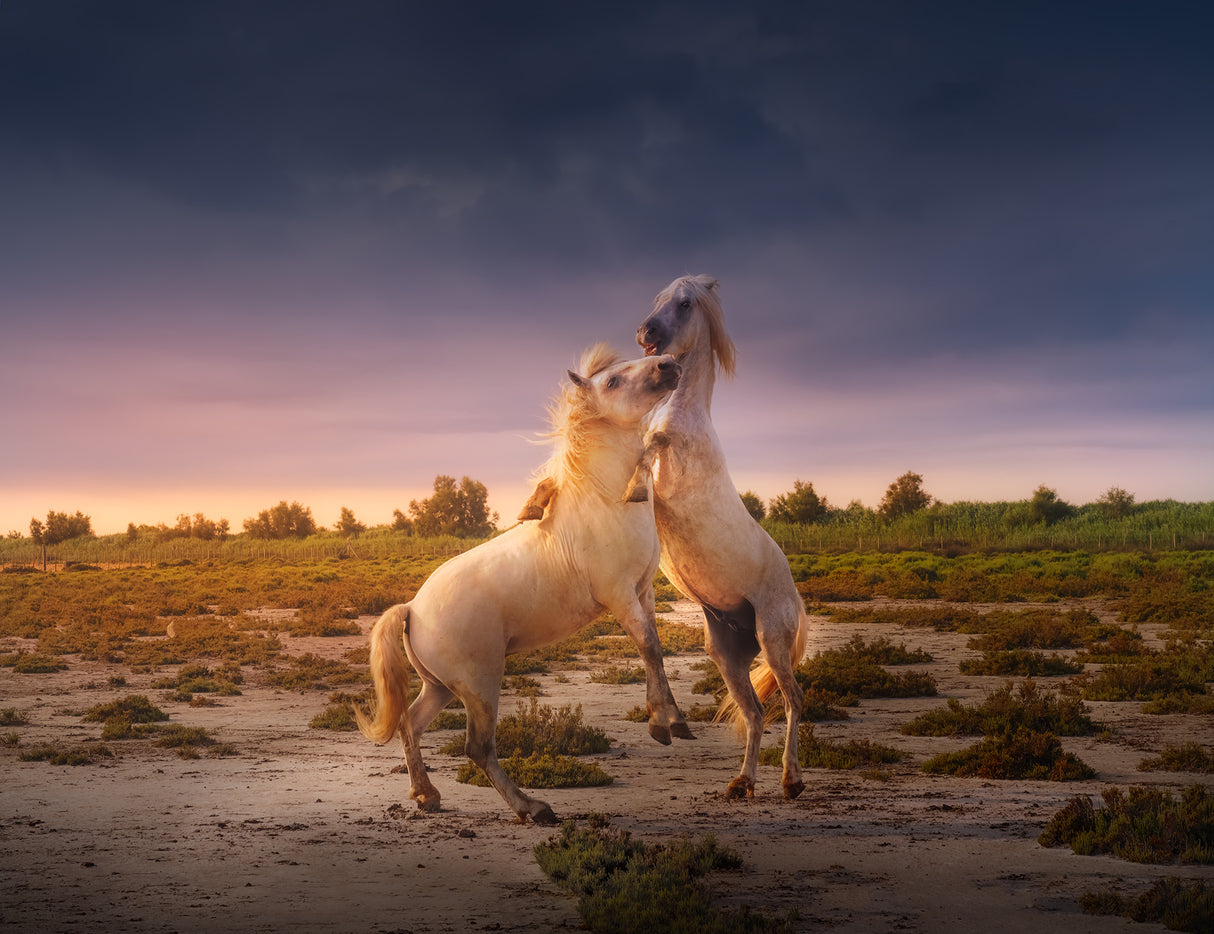 France Camargue horses A731236 Poster och Canvastavla