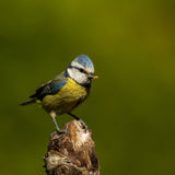 a very busy blue tit Poster och Canvastavla