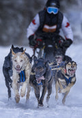The race Poster och Canvastavla