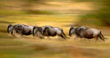 Wildebeest running Poster och Canvastavla