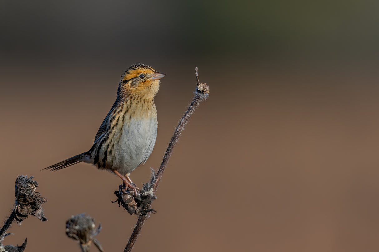 LeConte's Sparrow Poster och Canvastavla