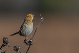 LeConte's Sparrow Poster och Canvastavla