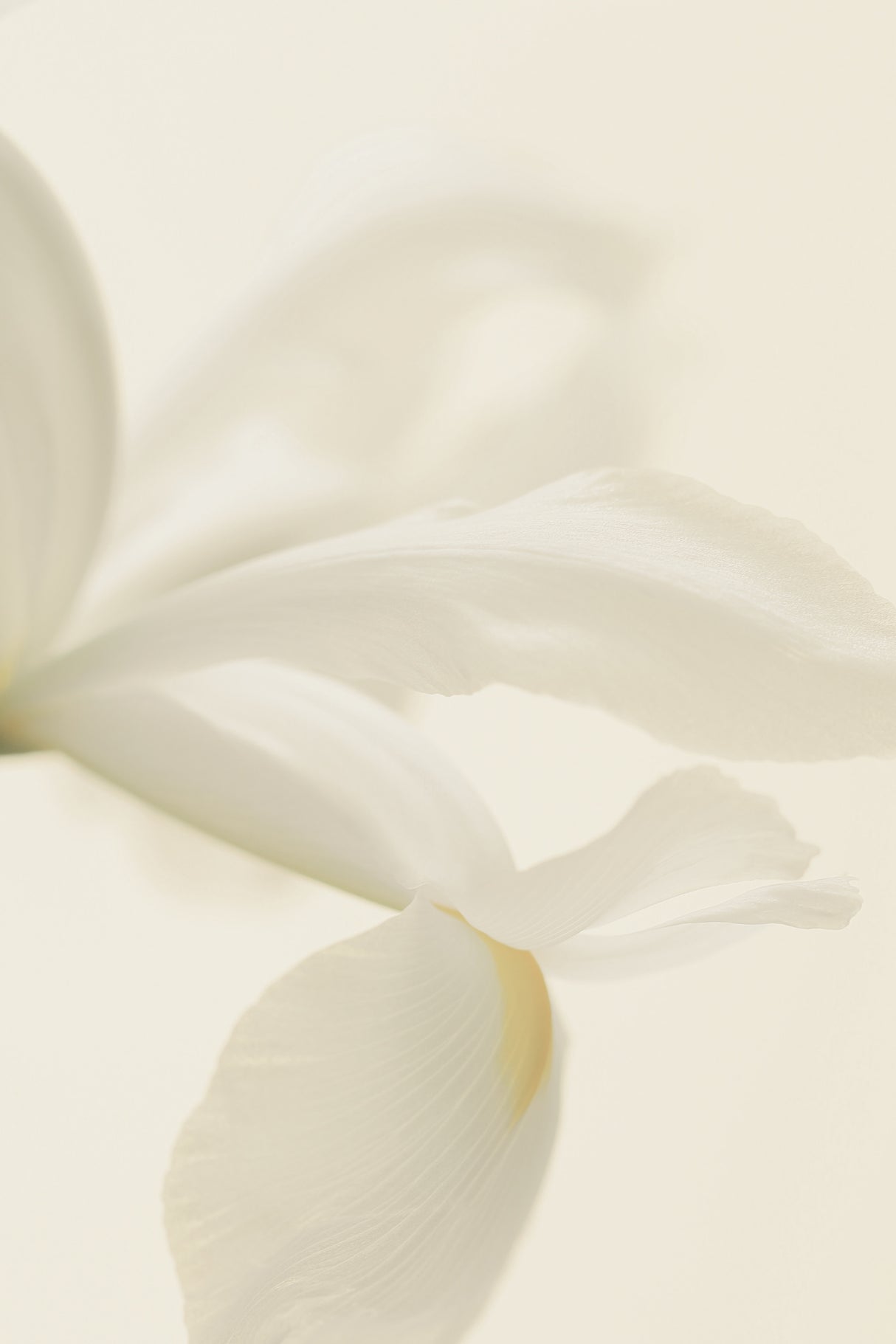 White Iris Flower Close Up Poster och Canvastavla