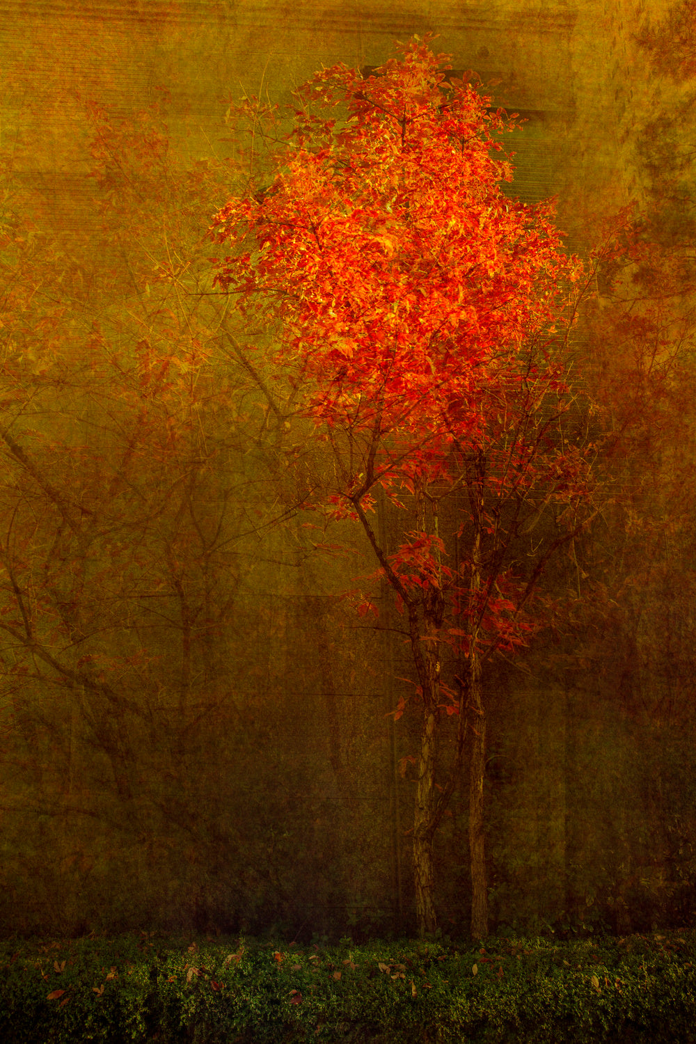 Beautiful tree Poster och Canvastavla