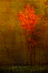 Beautiful tree Poster och Canvastavla