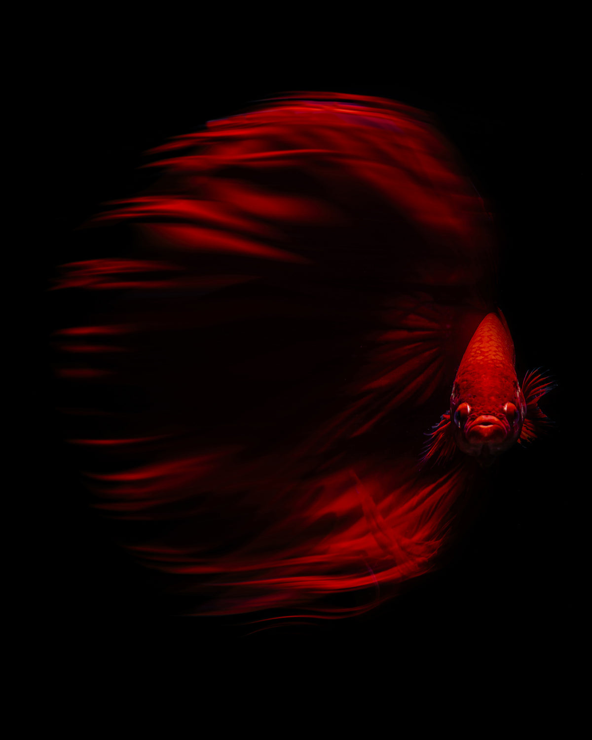 The Red Betta Poster och Canvastavla