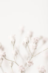 Pink Small Flowers Poster och Canvastavla