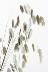 Dried Grass_natural Poster och Canvastavla