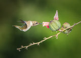 Hummingbird Poster och Canvastavla