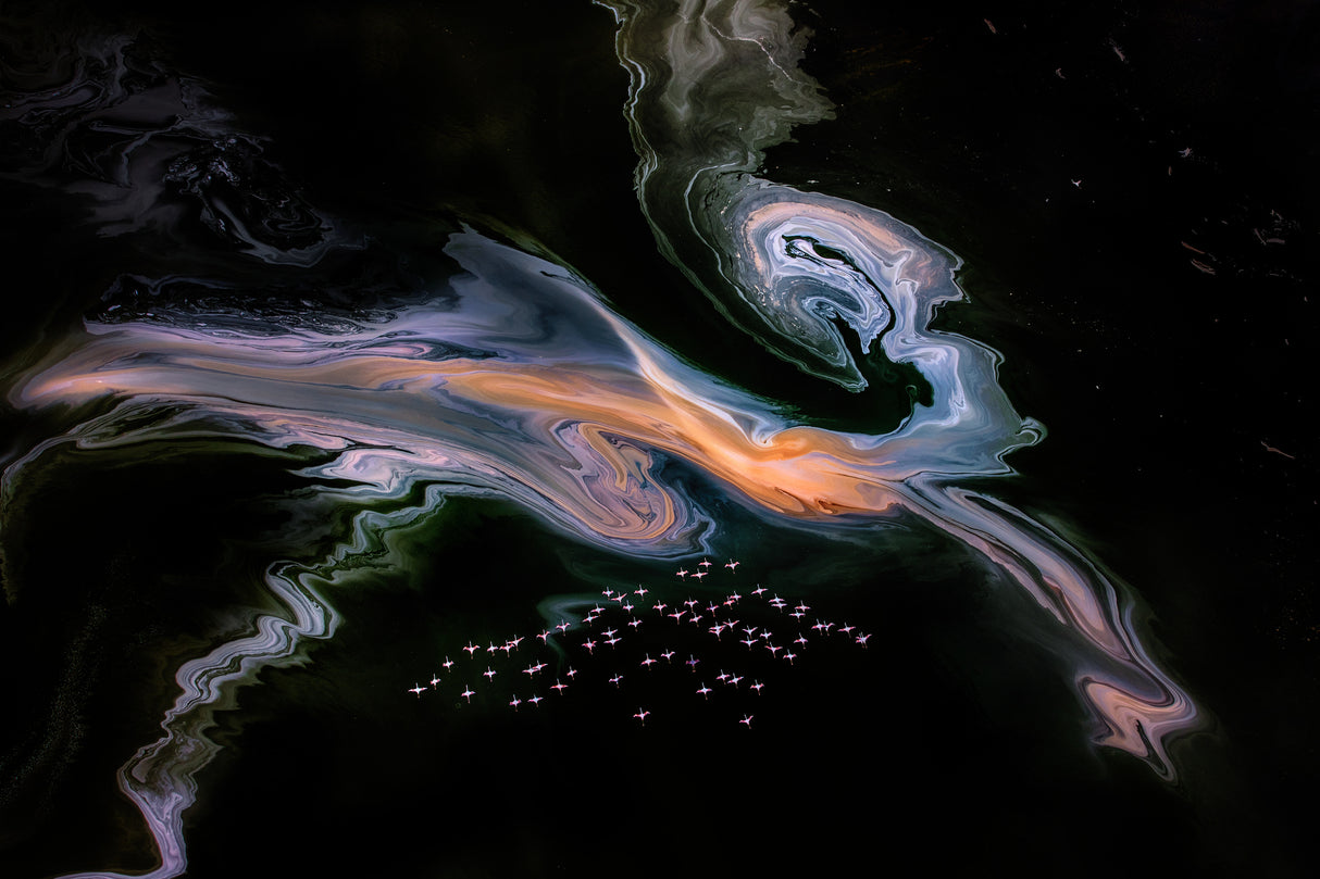 Flamingos and a Mysterious Creature on the Lake Magadi Poster och Canvastavla