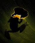Peeking Poster och Canvastavla