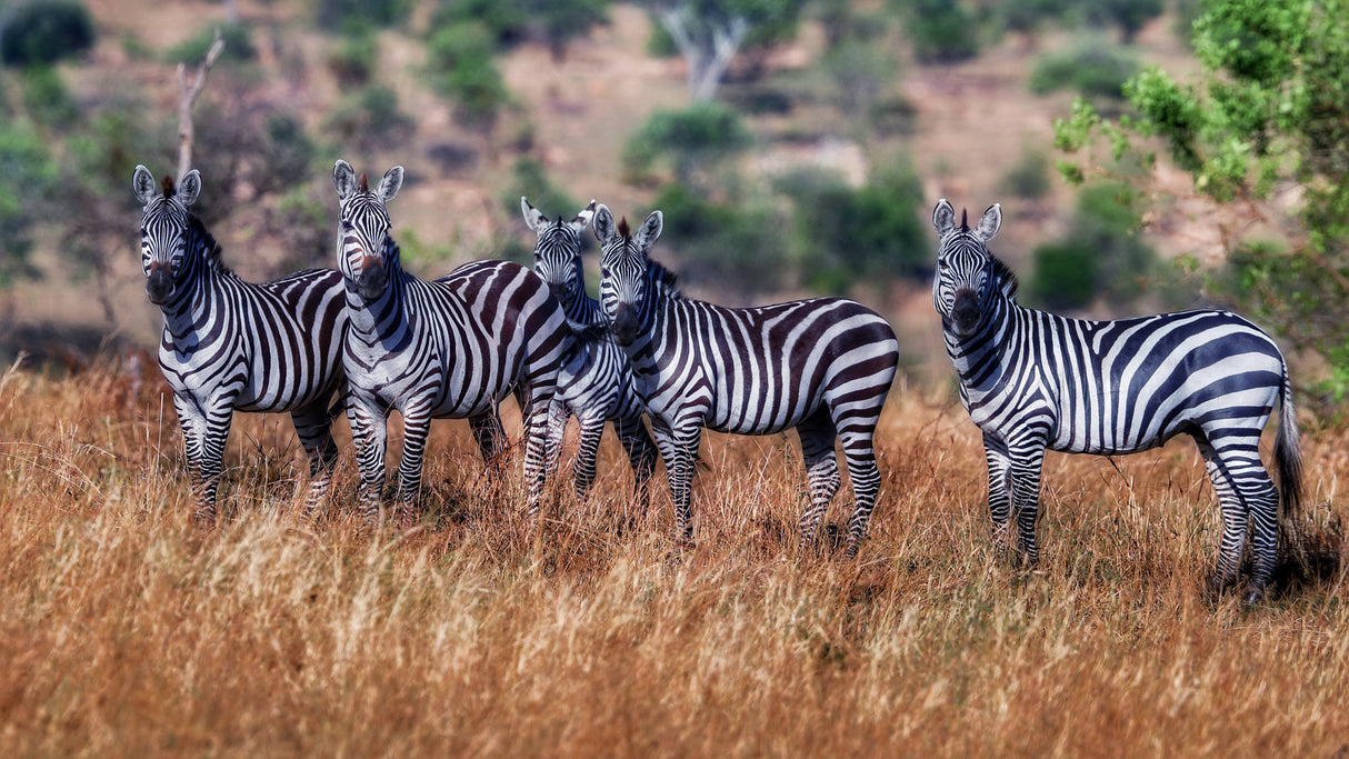 Zebras Poster och Canvastavla